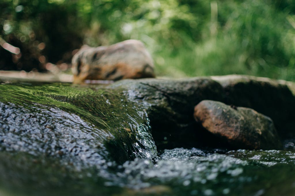 streameast.dg flowing over rocks in a lush forest setting, capturing nature's serenity.
