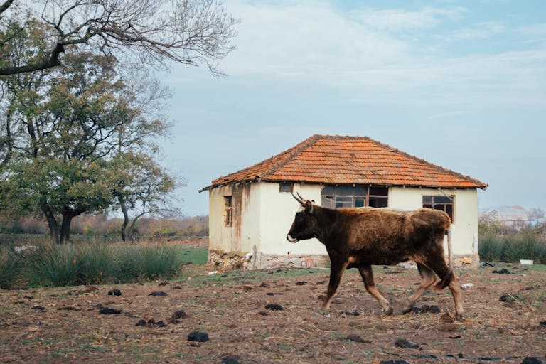 ibomma1.com Free stock photo of 4k nature, afternoon sky, brown cow