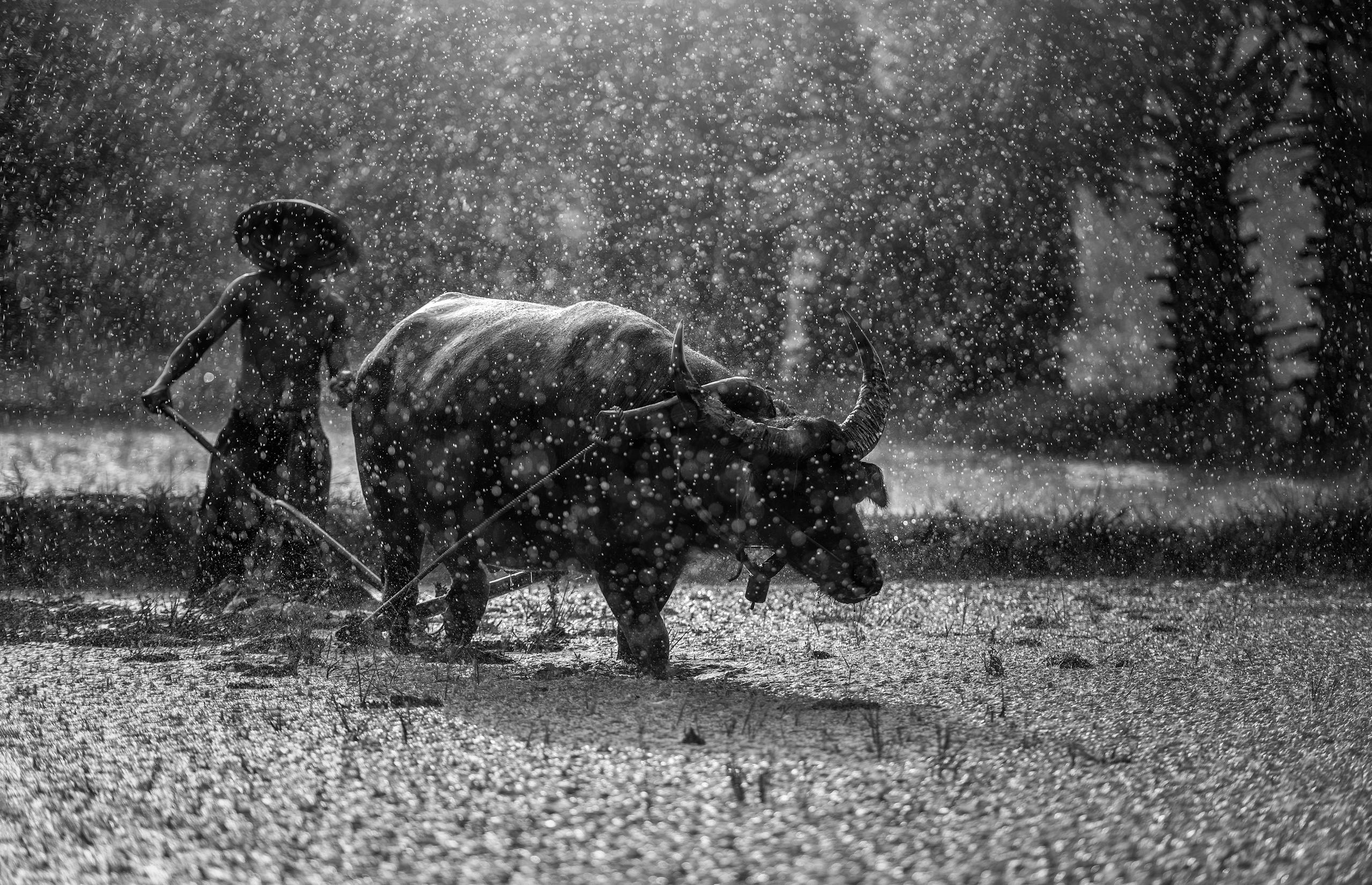 Labarty Monochrome photo capturing a farmer with a water buffalo tilling a field during rainfall.