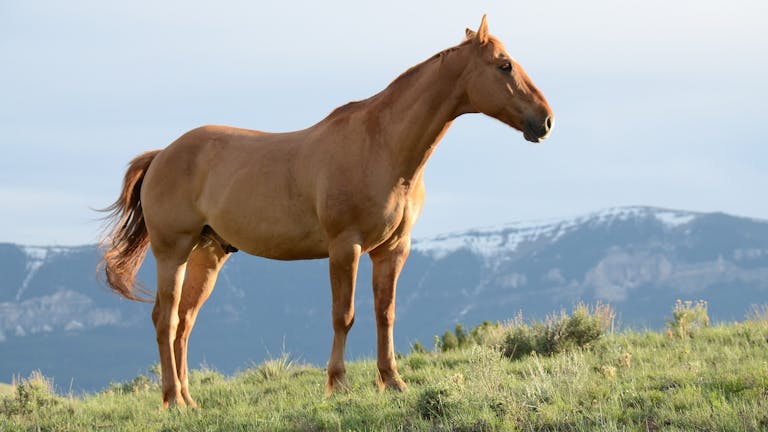 MyReadignAmgaA beautiful brown horse stands in a lush grassy field with mountains in the background.
