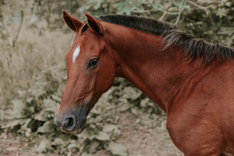 BK Horse A close-up portrait of a brown horse with a lush green background in an outdoor setting.