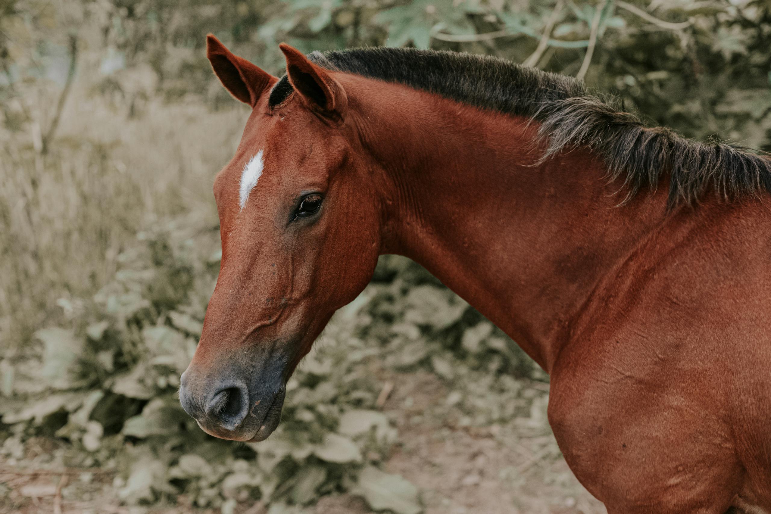 BK Horse A close-up portrait of a brown horse with a lush green background in an outdoor setting.