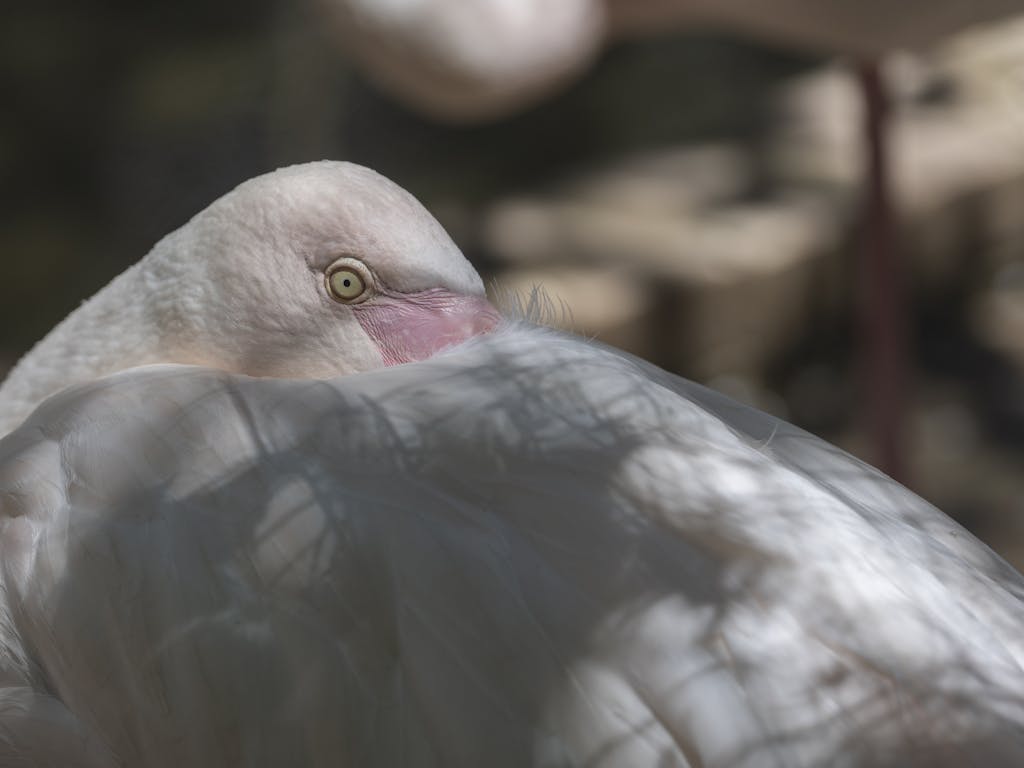 Calmered A detailed close-up of a pink flamingo resting in a natural setting.