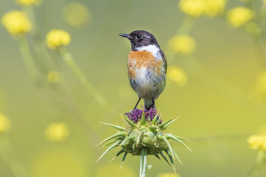 Mila Volovich A European stonechat perched on a vibrant thistle, captured amidst wildflowers in Algeria.
