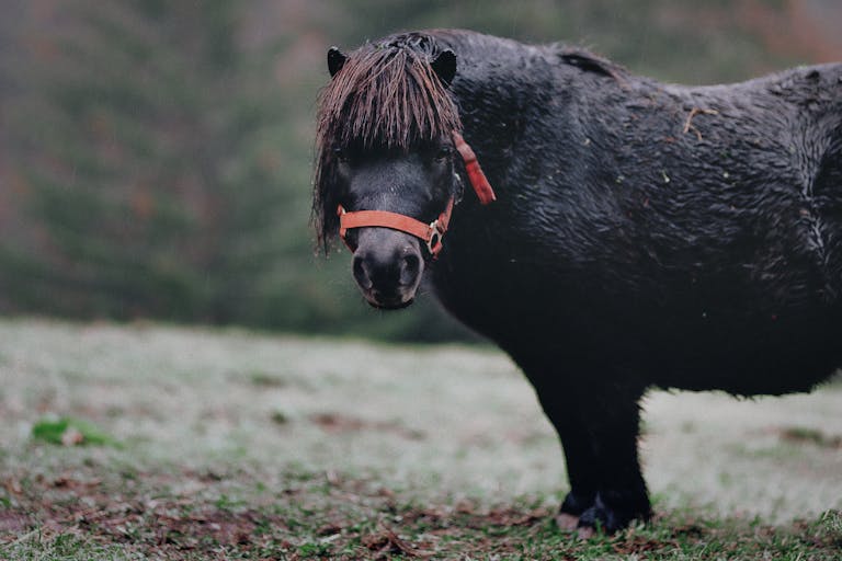 MyReadignamga A portrait of a black pony standing in an outdoor pasture on a cloudy day.