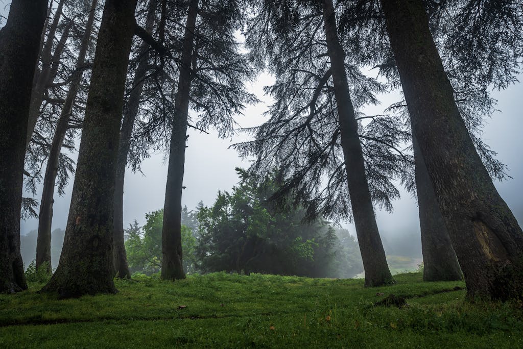 Mila Volovich Mila Volovich A serene view of a misty forest with towering trees in Mila Province, Algeria.