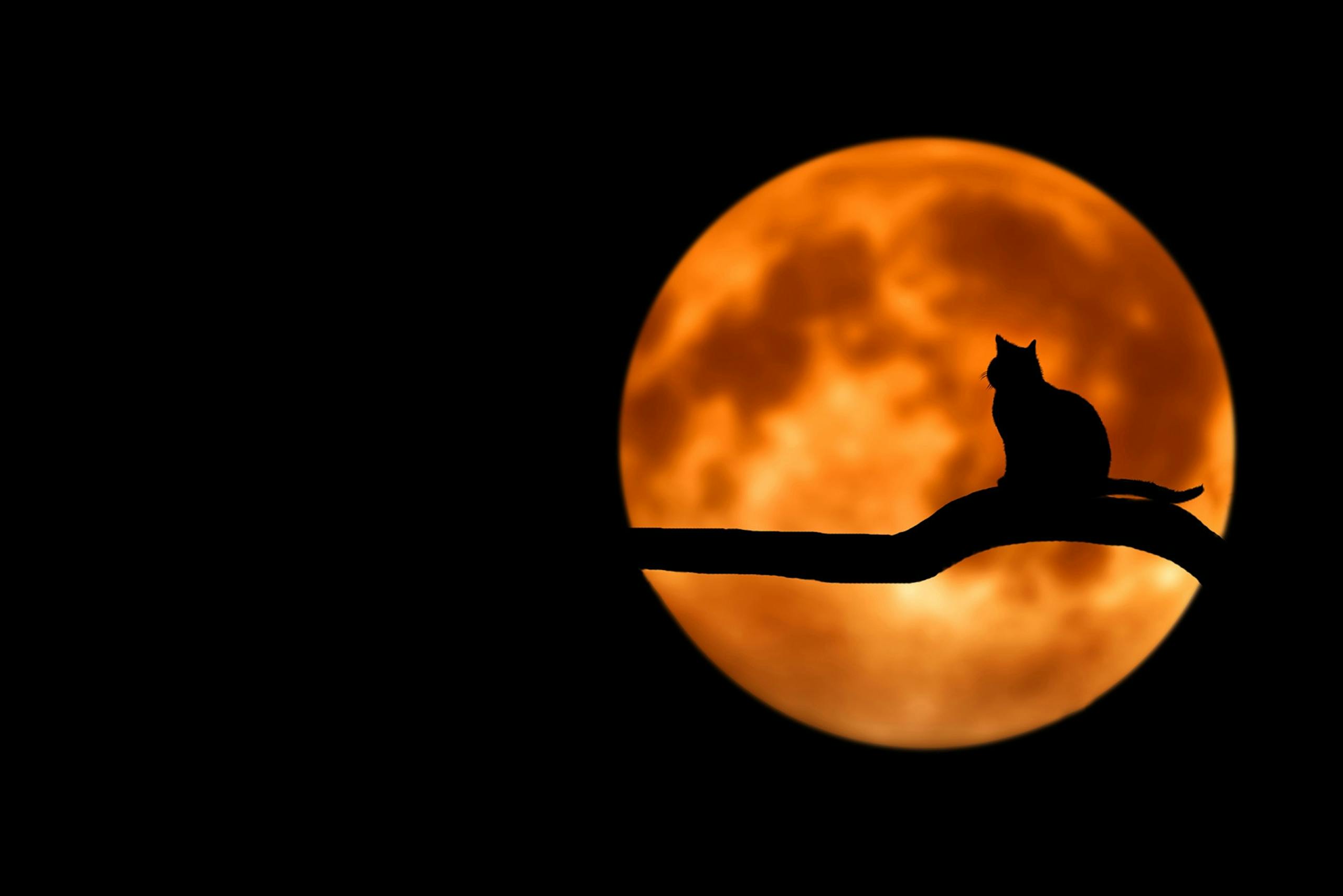 Serlig A silhouette of a cat sitting on a branch under a glowing full moon, creating an eerie night scene