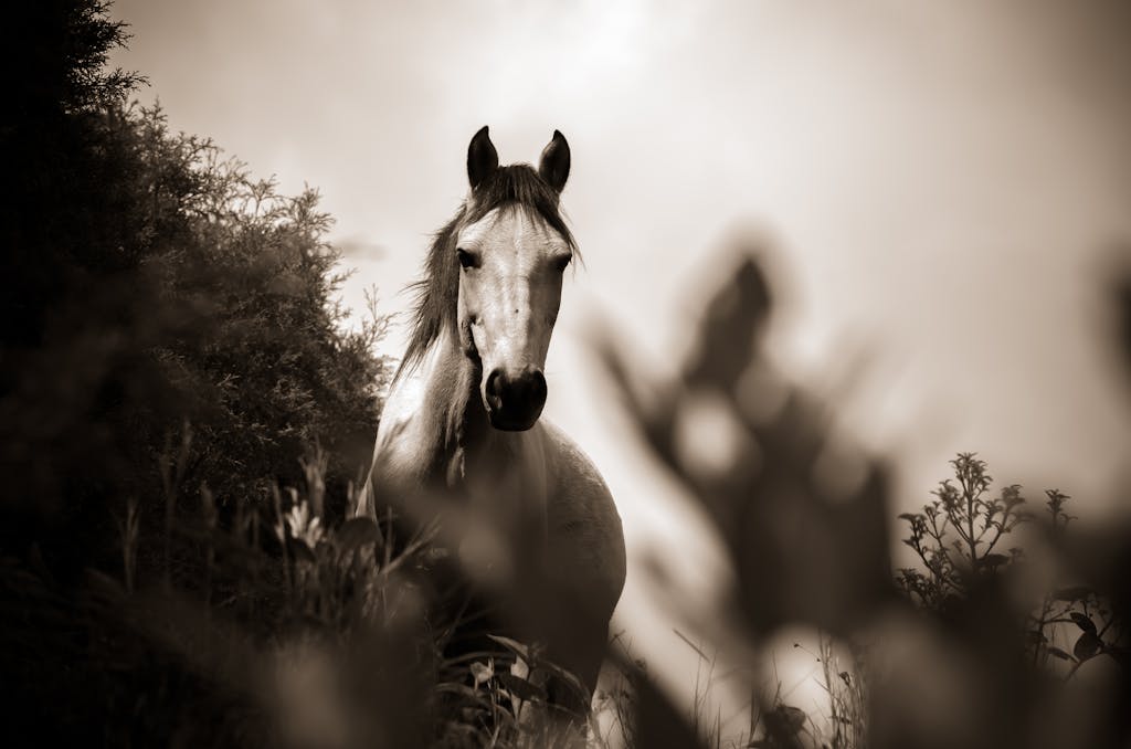 MyReadignAmga A stunning sepia-toned portrait of a horse surrounded by lush vegetation in Cocorná, Colombia.