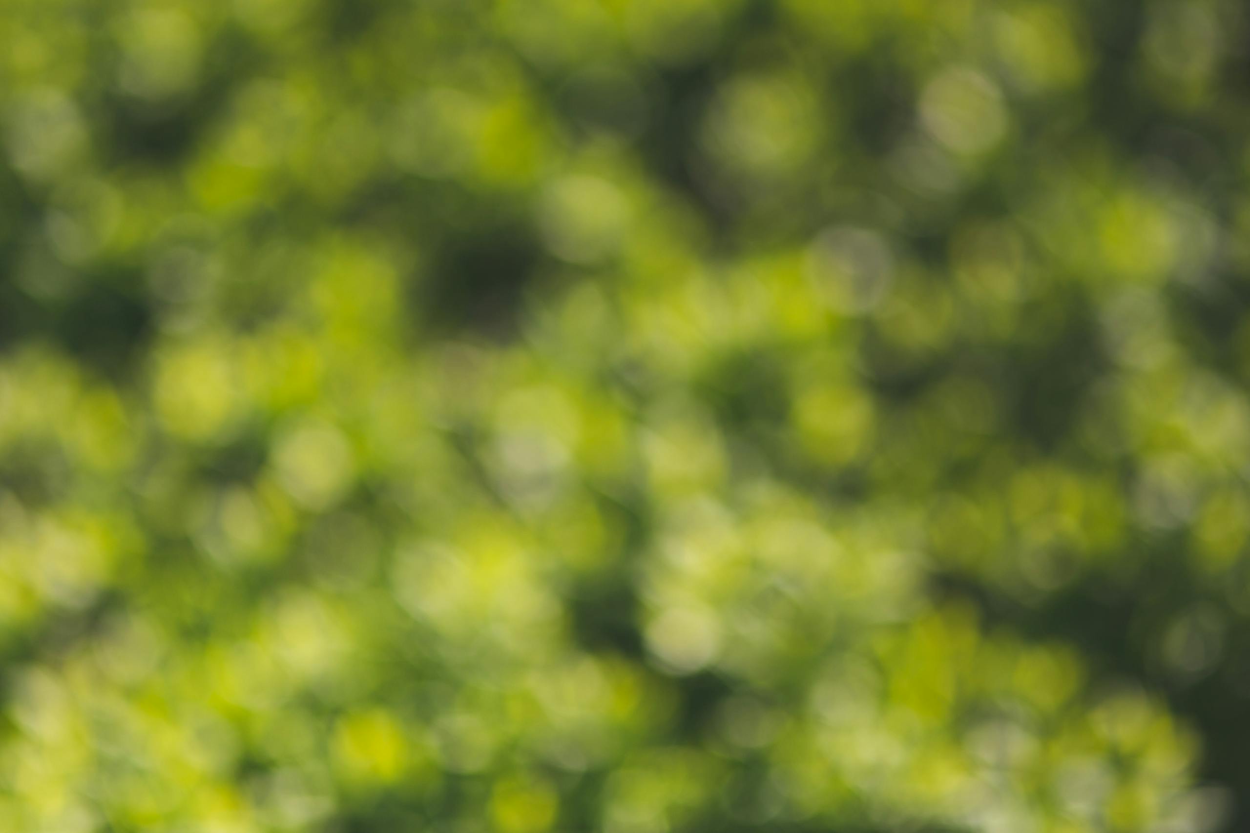 Darlnaija A vibrant green blurred bokeh background depicting nature's lush foliage.