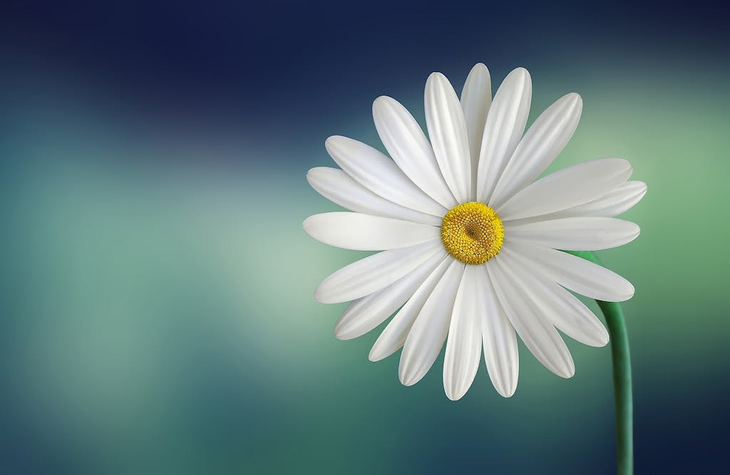Serlig Beautiful close-up of a daisy flower with a soft blurry background, perfect for wallpapers.