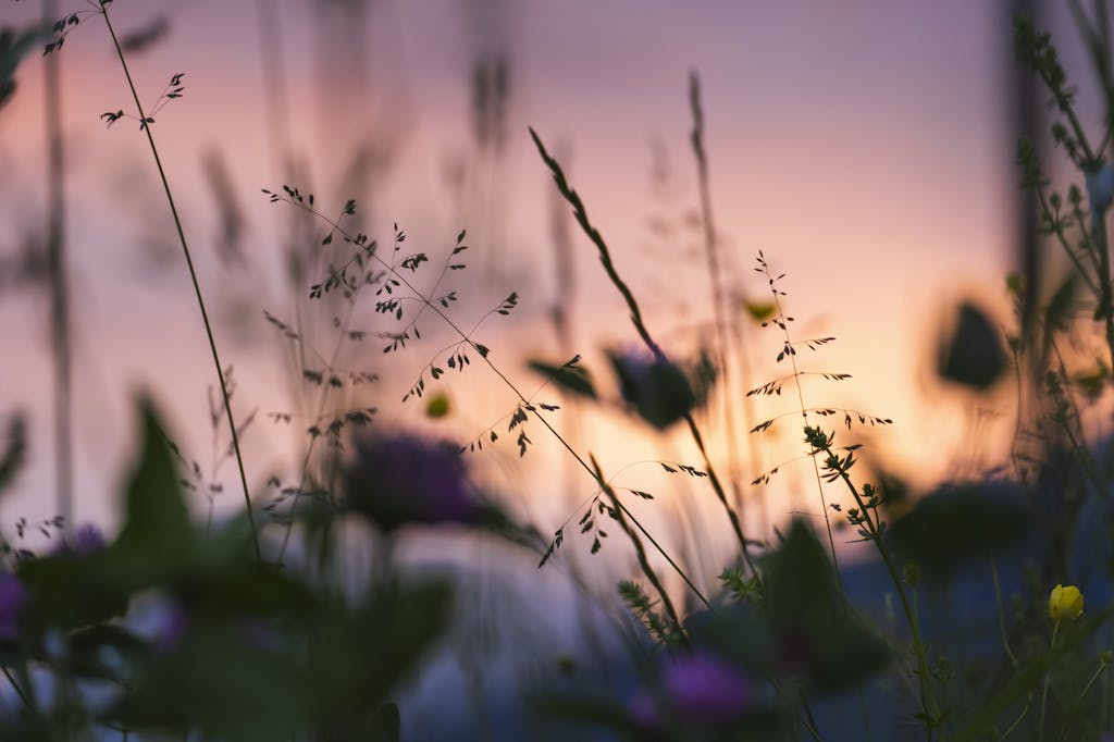 Florncelol Beautiful flowers silhouetted against a vibrant sunset in Levico Terme, Italy.