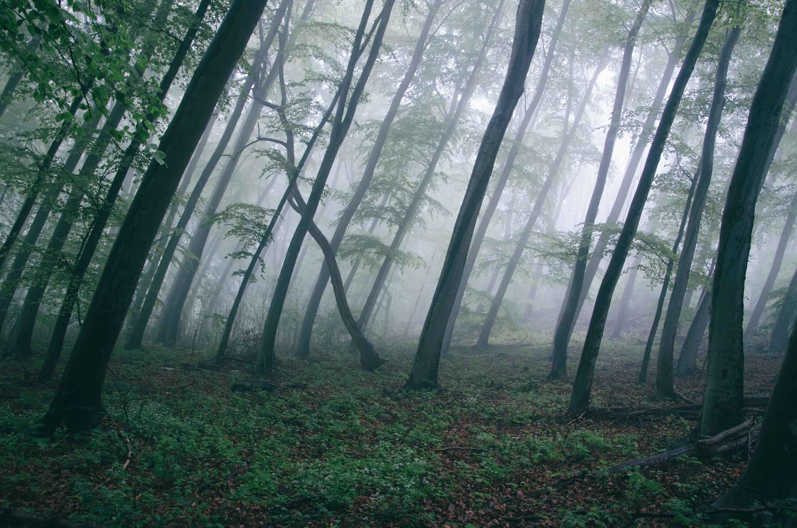 Viltnemnda Captivating misty forest scene with tall trees enveloped in fog, creating a mysterious ambiance.