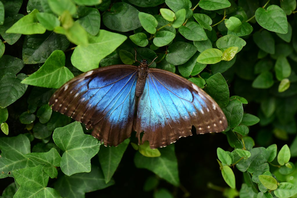 adsy.pw/hb5 Close-up of a Blue Morpho butterfly resting on green leaves, perfect for nature enthusiasts.