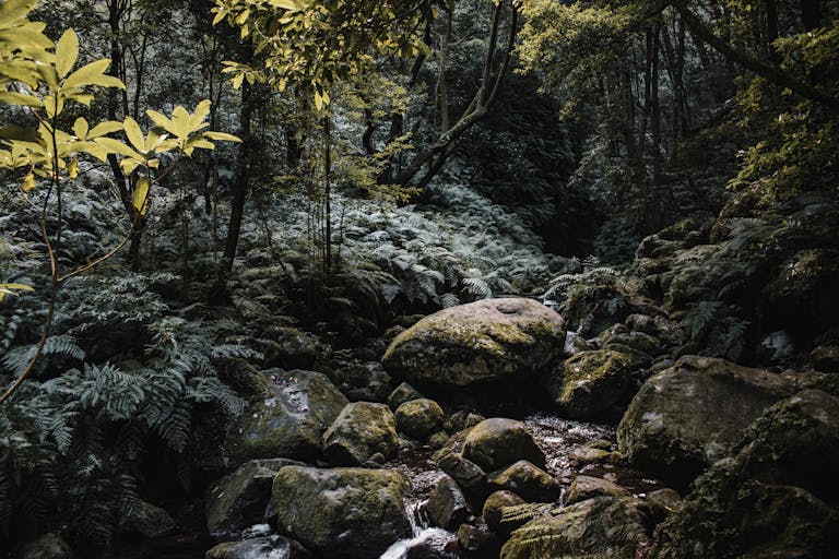 Nikane Madeira Dense forest with flowing creek and rocks in Madeira, Portugal.