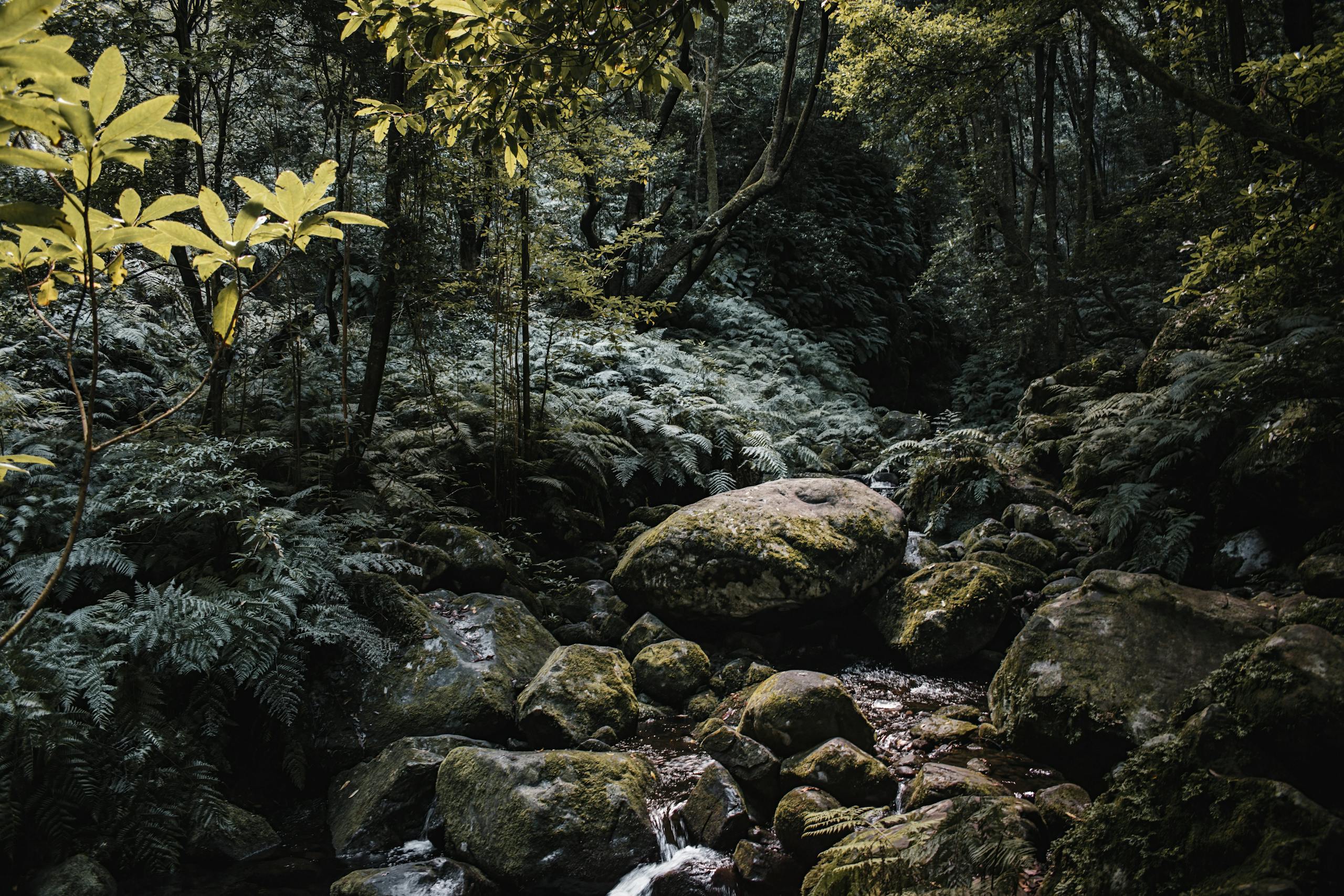 Nikane Madeira Dense forest with flowing creek and rocks in Madeira, Portugal.