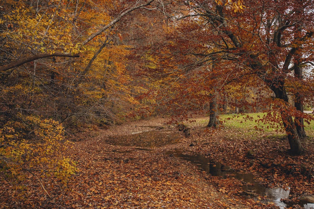 Lewis Center Ohio Champion Trees Explore the vibrant autumn colors in Shawnee State Park's serene creek landscape.