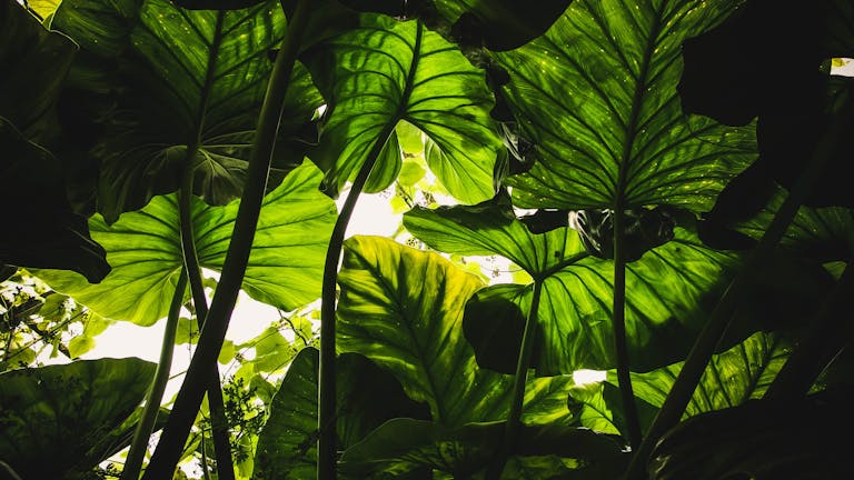 Plantsulin Vibrant green taro leaves backlit by sunlight, creating a natural canopy effect in Edinburgh.