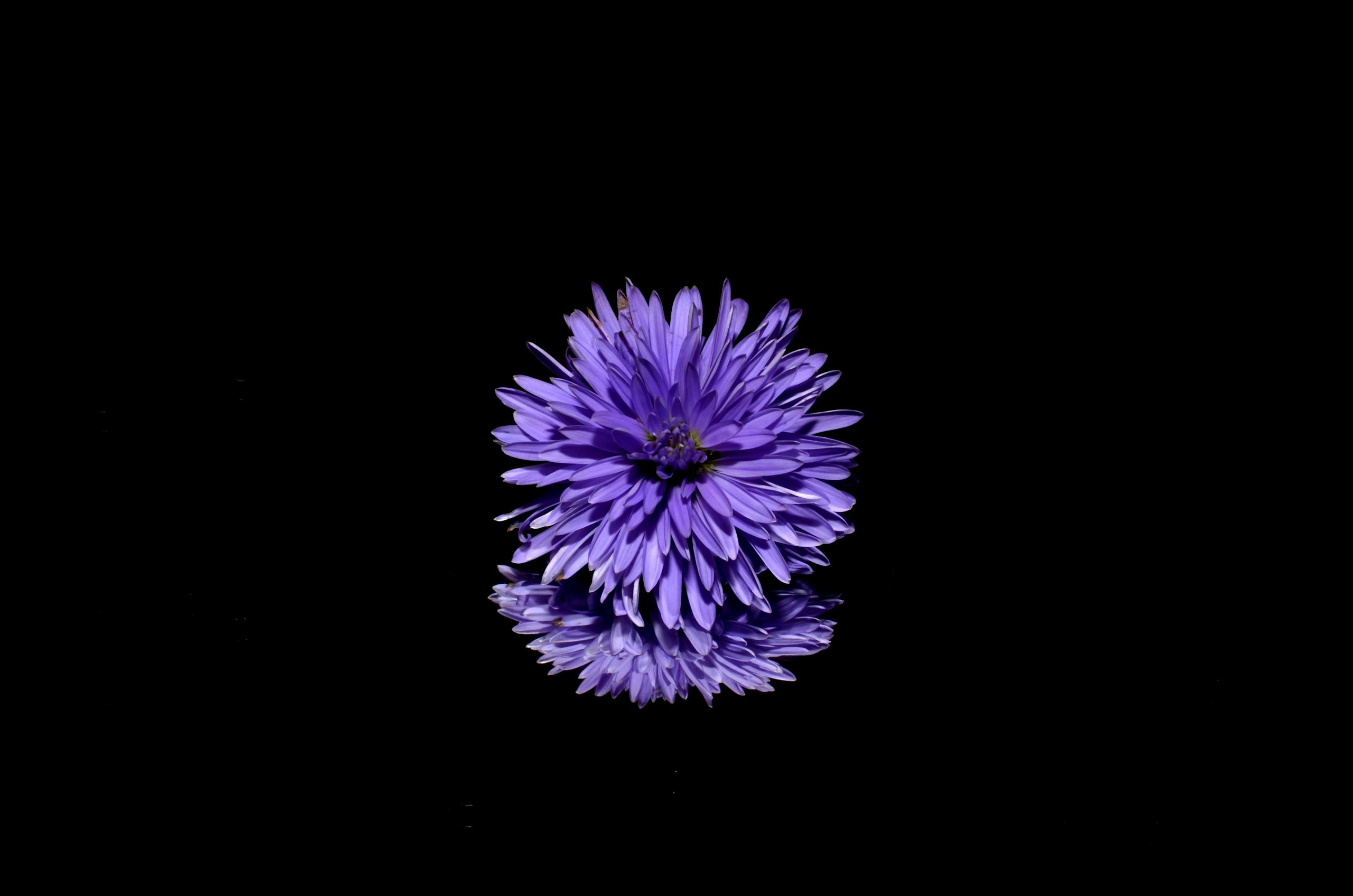 Florncelol Vibrant purple flower with soft petals and reflection on a sleek black background.