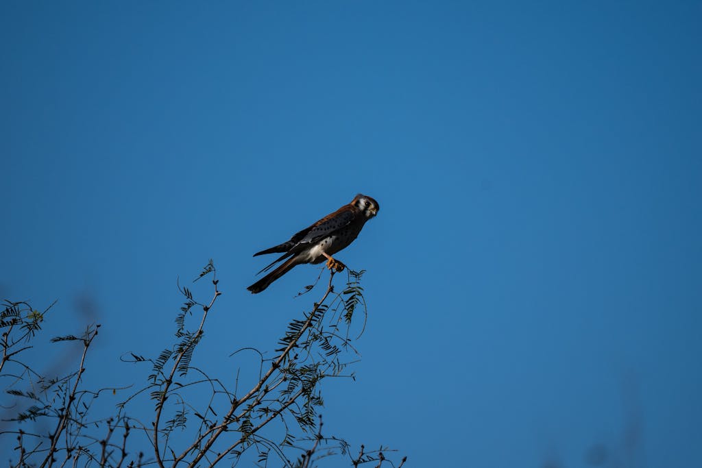 Texas Hunting Forum Close-up of an American kestrel perched on a branch against a clear blue sky in Brownsville, Texas.