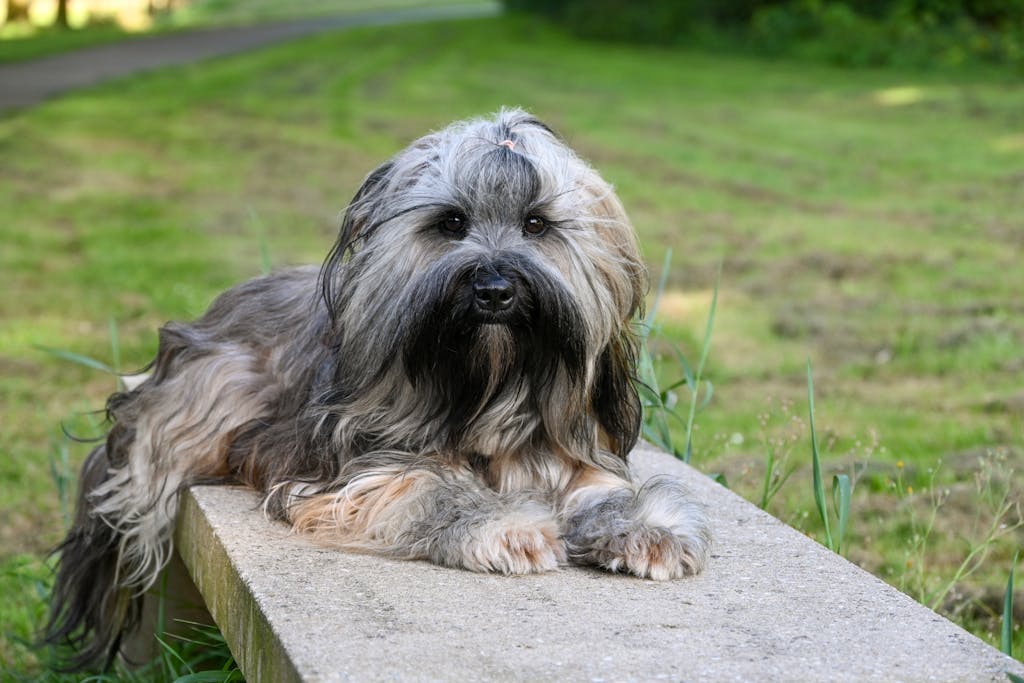 Witelovers Cute Tibetan Terrier dog resting on a concrete ledge in a lush outdoor setting in Sittard, Netherlands.