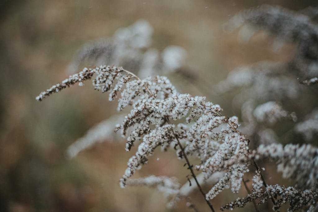 Detailed view of a snow-dusted plant in winter, captured in Poland's natural landscape.