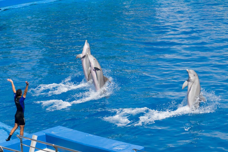 Miami Dolphins Exciting dolphin show with trainer in Valencia theme park's swimming pool.